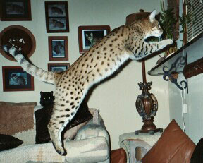 le chat